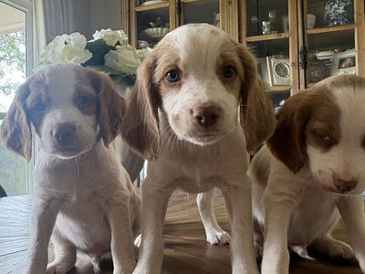 Male Brittany spaniels puppies