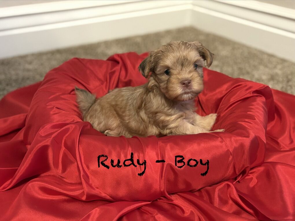 Shorkie Male Puppies 8 Weeks Old