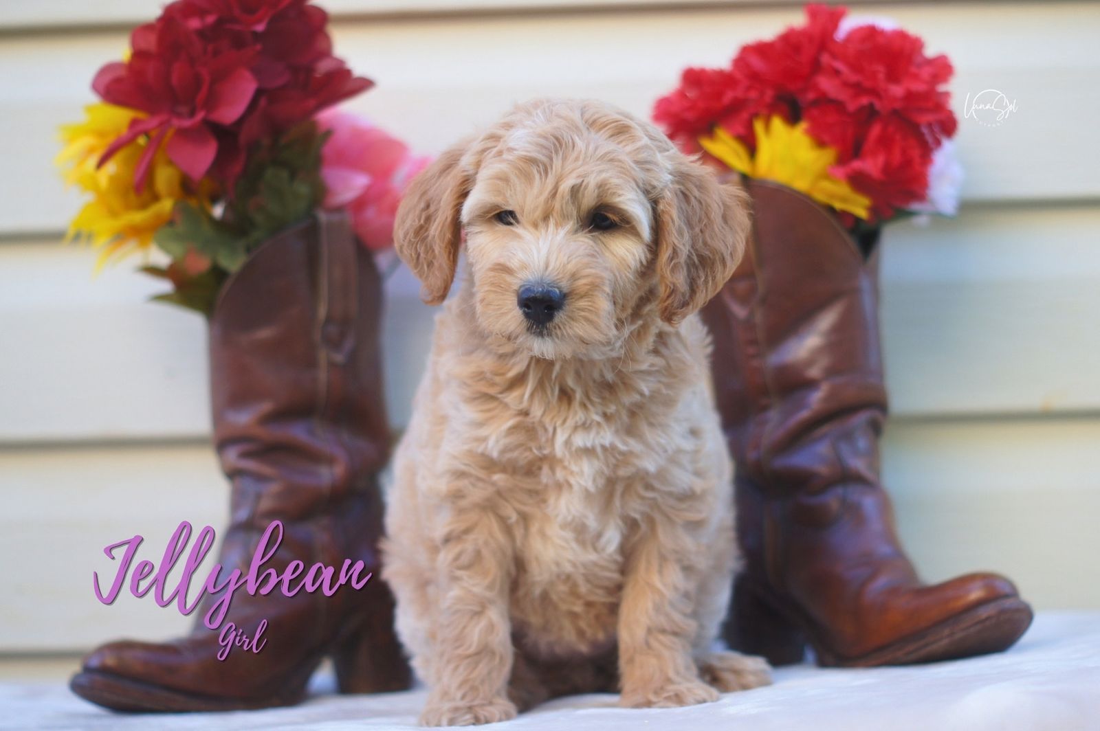 Mini GoldenDoodle Females