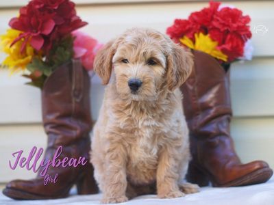 Mini GoldenDoodle Females