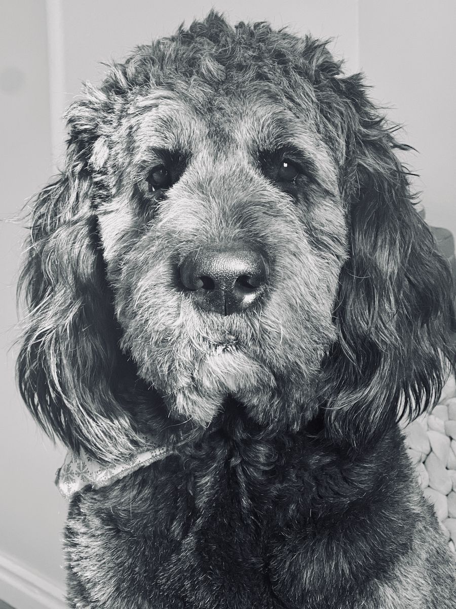 4 Year Old NewfieDoodle