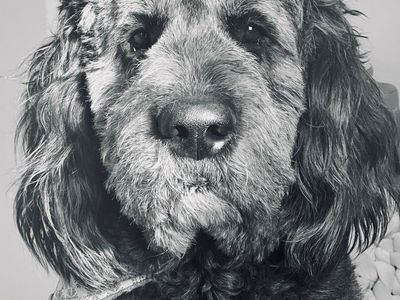 4 Year Old NewfieDoodle