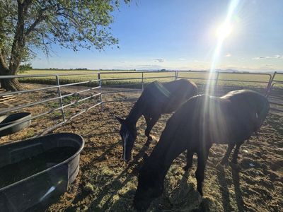 possibly pregnant mare for sale