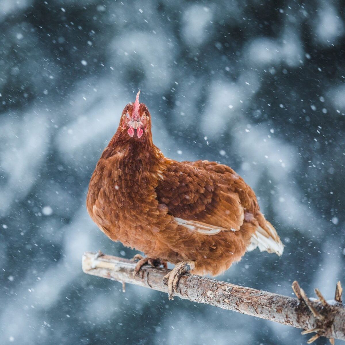 I will take your unwanted chickens