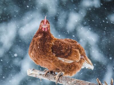 I will take your unwanted chickens