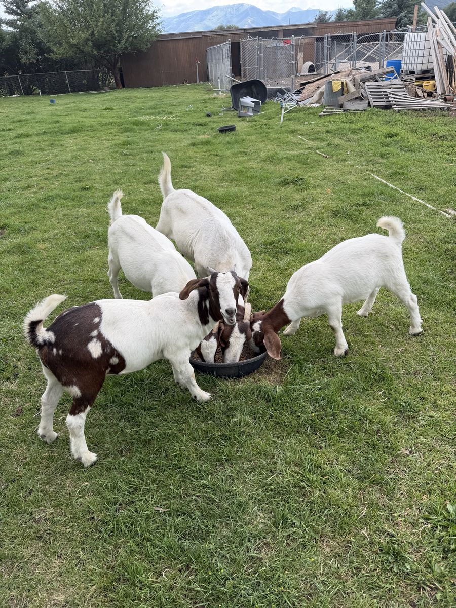 Boer Goats