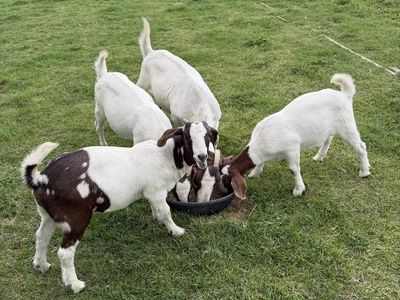 Boer Goats