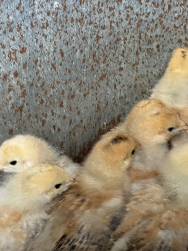 Brahma Chicks Straight Run
