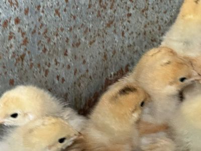 Brahma Chicks Straight Run