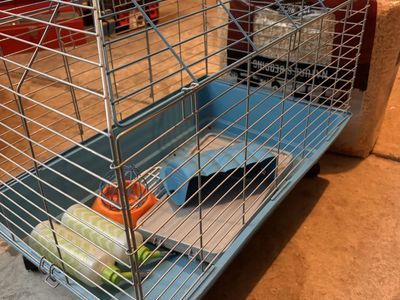 Guinea Pig Cage