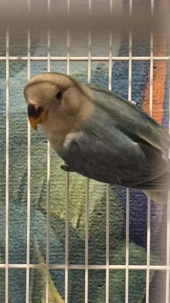 Peach-Faced Lovebird - Blue Series Mutation