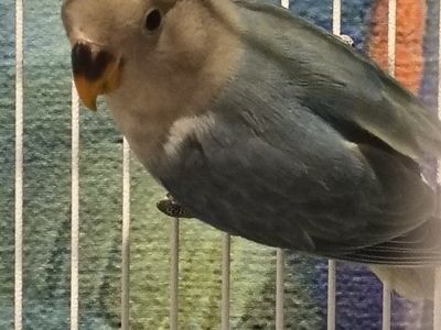 Peach-Faced Lovebird - Blue Series Mutation