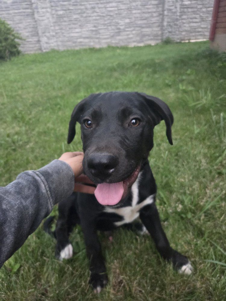  4 16 week Black Labrador boxer mix