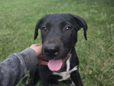 4 16 week Black Labrador boxer mix