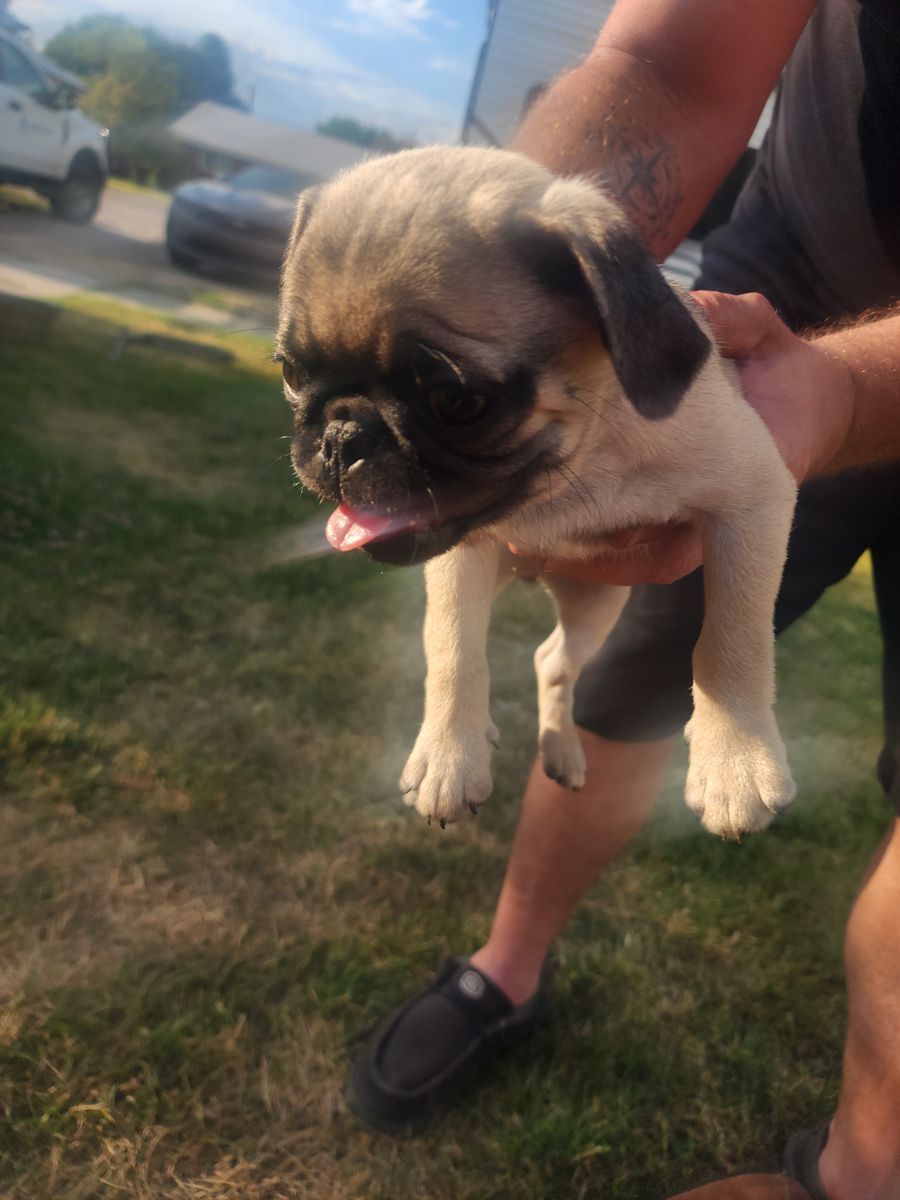 Pugs