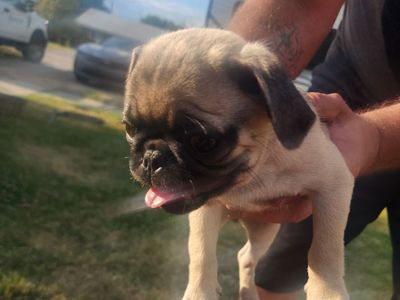 Pugs