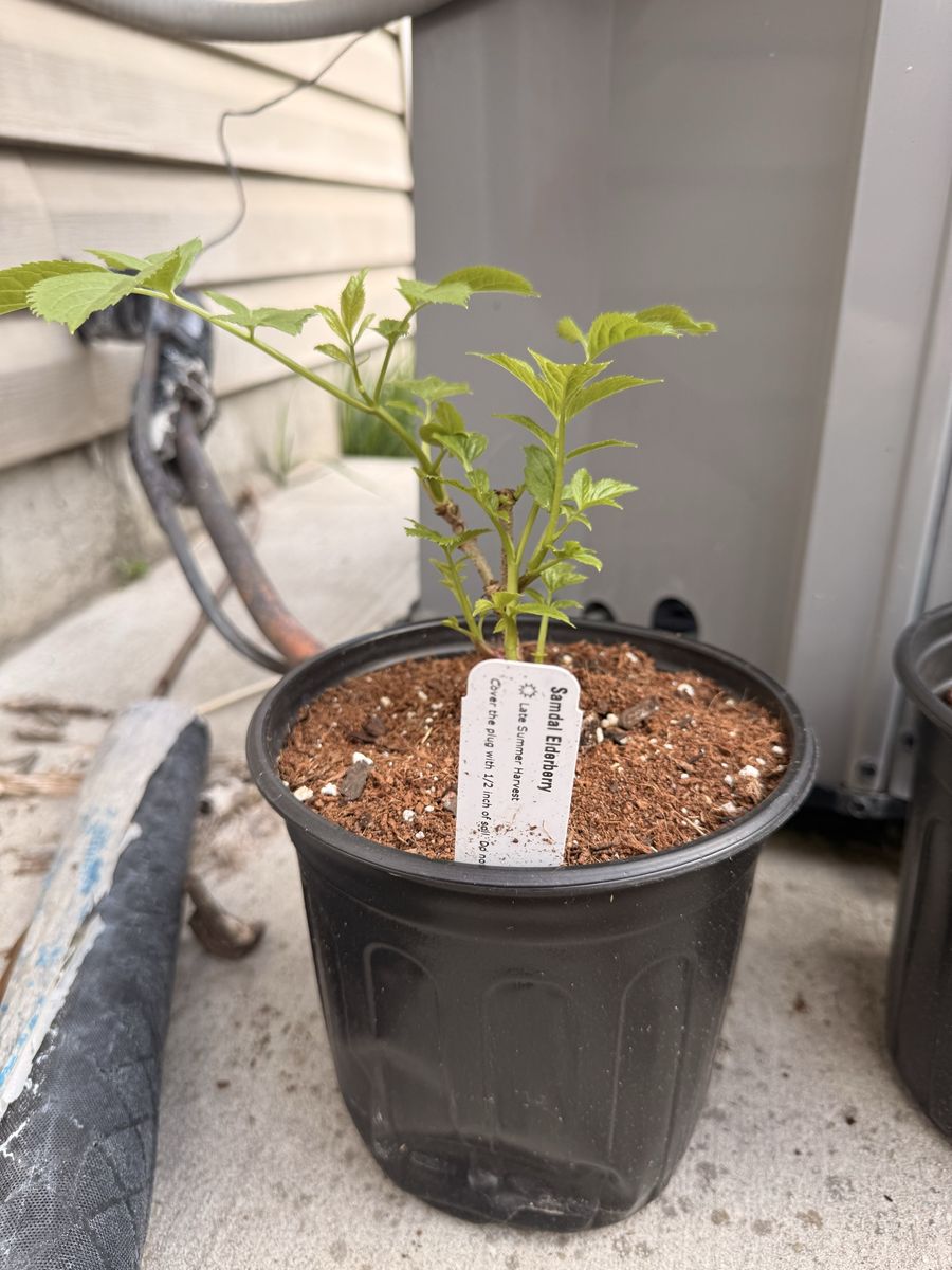 Elder Berry Starters (Buy 2 get 1 Free)