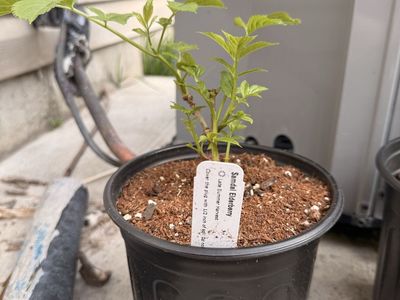 Elder Berry Starters (Buy 2 get 1 Free)