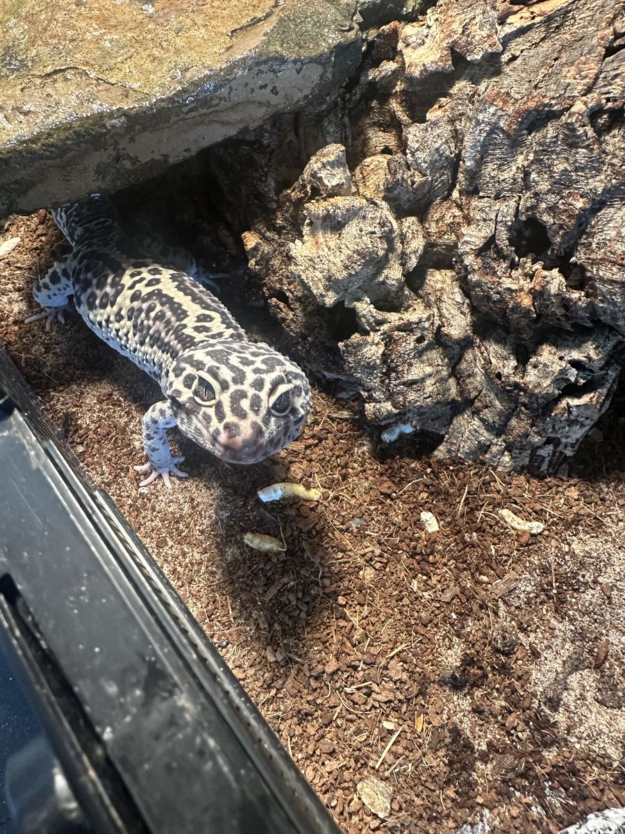 Leopard gecko, tank and accessories