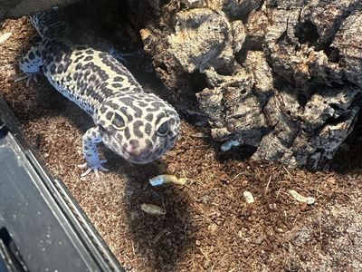 Leopard gecko, tank and accessories