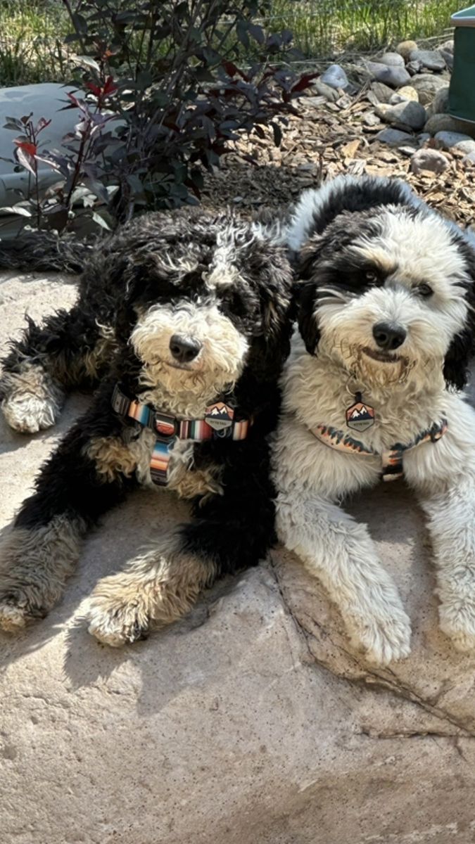 Bernedoodles