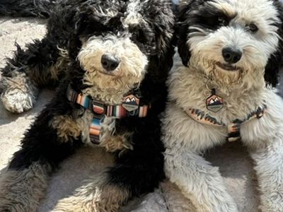 Bernedoodles