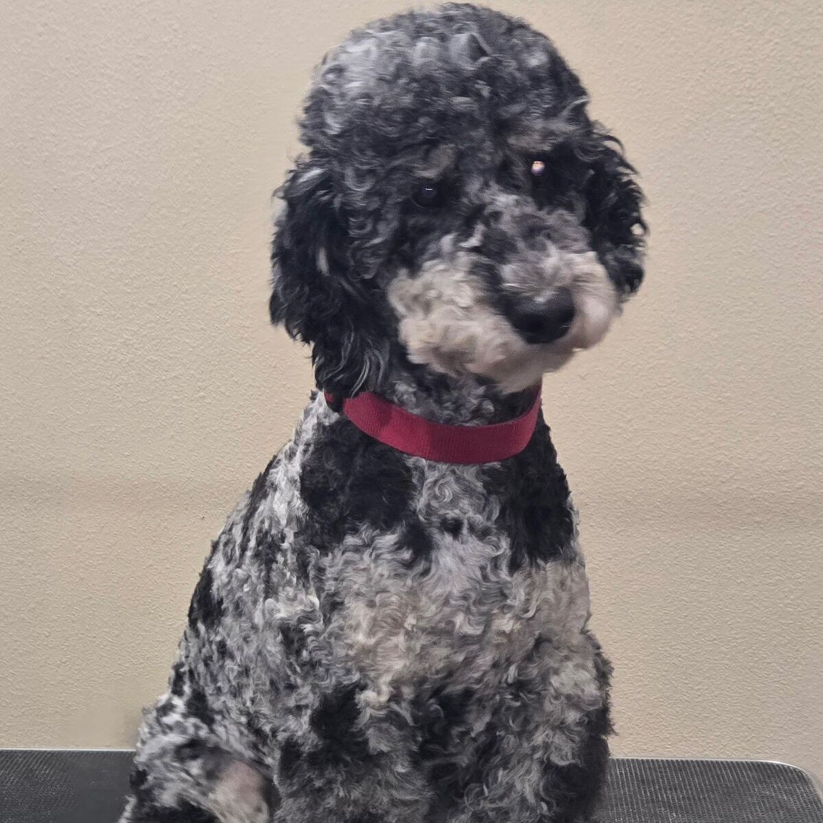Small Standard AKC Poodle Stud