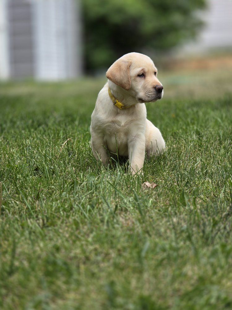 Akc English lab