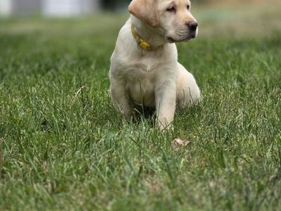 Akc English lab