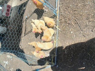Buff Orpington Hatching Eggs