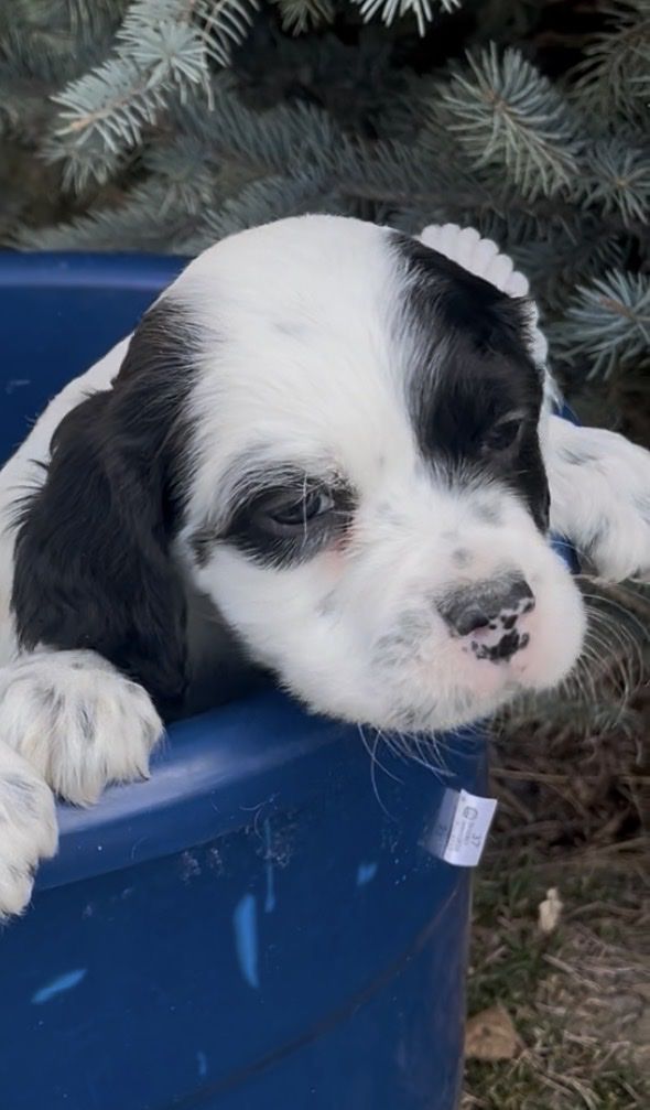 Registered Male Llewellin Setter Puppy