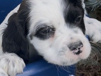 Registered Male Llewellin Setter Puppy