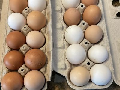 Farm Fresh Eggs