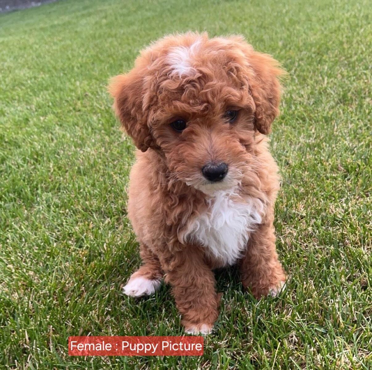 MultiGenToy GoldenDoodle