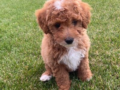 MultiGenToy GoldenDoodle