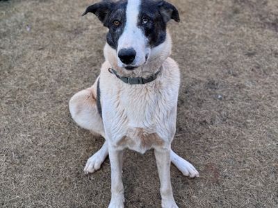 Hello my name is Therman