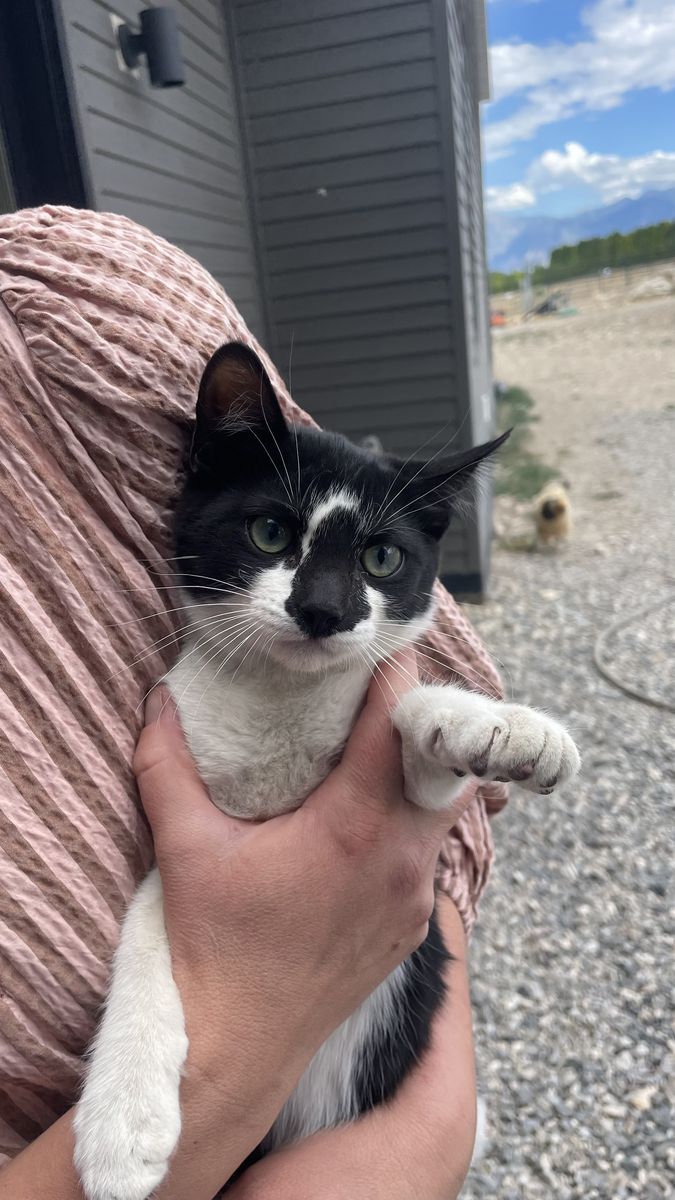 Farm kittens