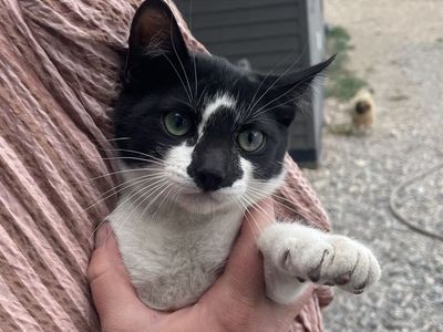 Farm kittens