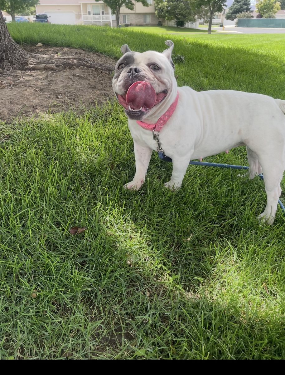Blue pit bully puppy