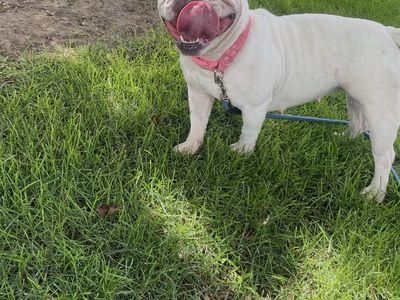 Blue pit bully puppy