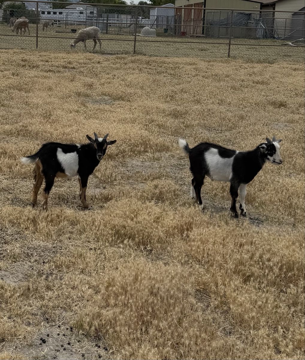 4 month old Nigerian Dwarf/mini Nubian  wethers.