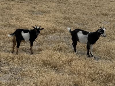 4 month old Nigerian Dwarf/mini Nubian wethers.