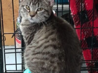 Hello my name is Little Muffin