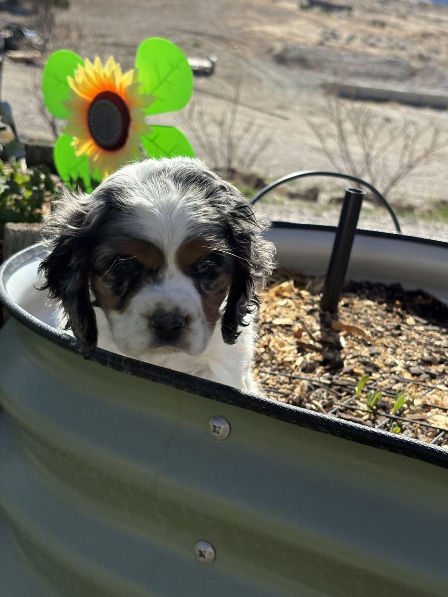 AKC Cocker Spaniel Puppies