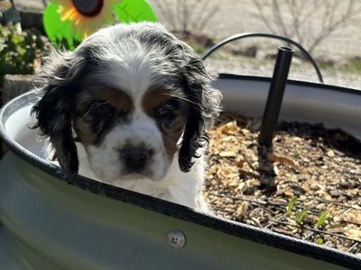 AKC Cocker Spaniel Puppies