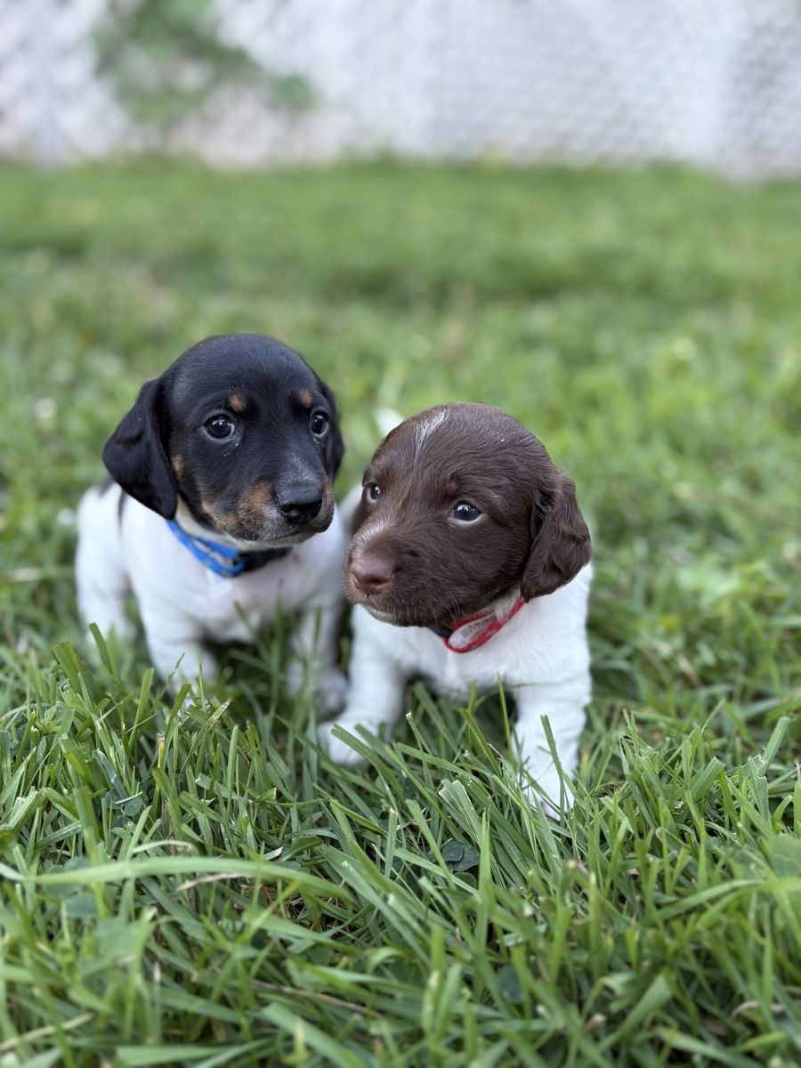 Miniature Dachshund Puppies