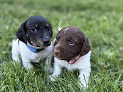 Miniature Dachshund Puppies
