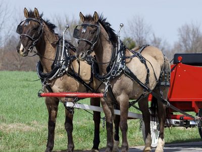 Beginner Safe Affordable QH Team