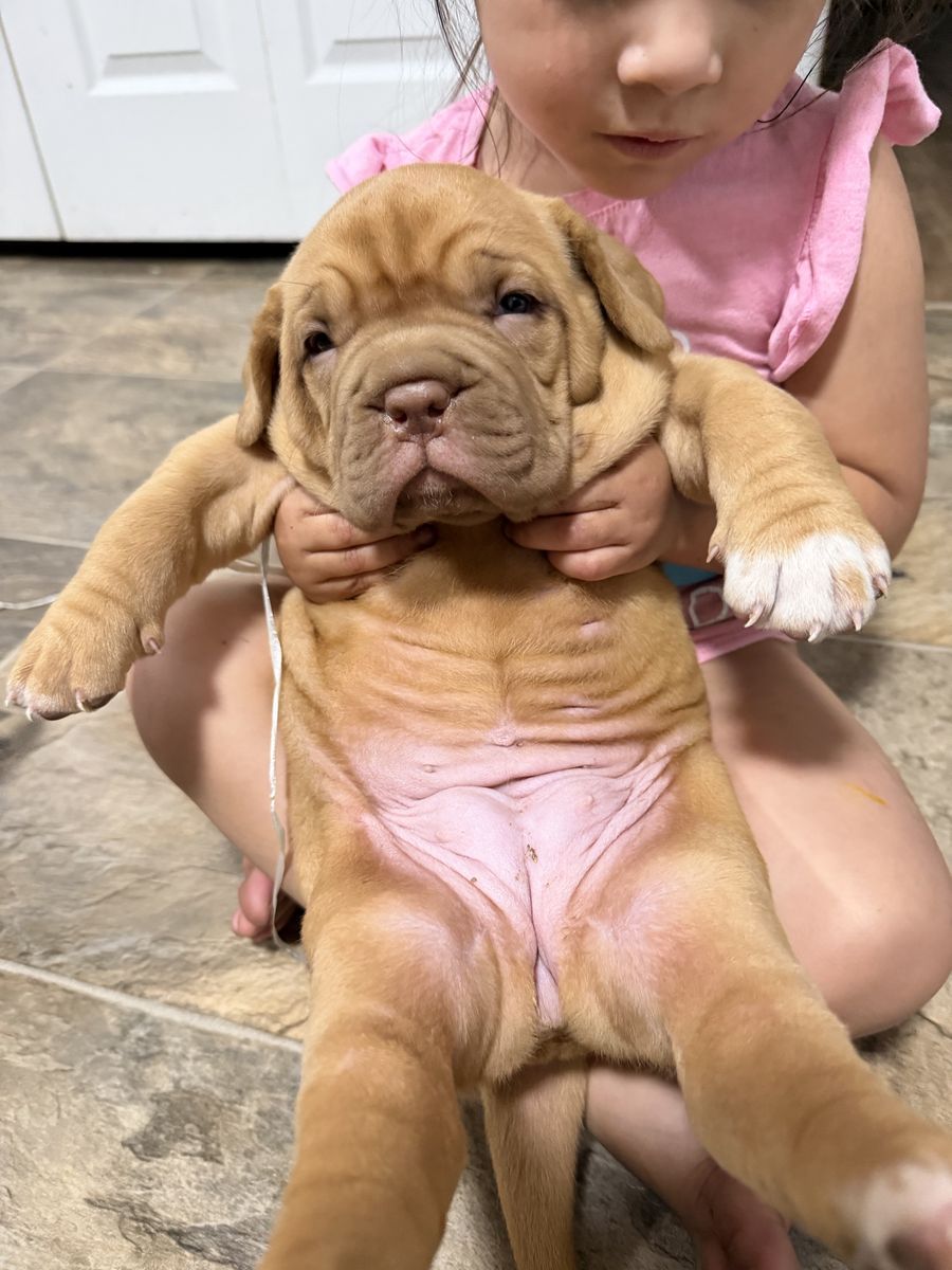 French Mastiff