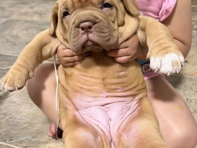 French Mastiff
